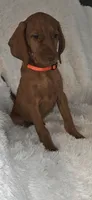 Orange collar , a female Vizsla for sale in Roanoke, VA – 4 of 8