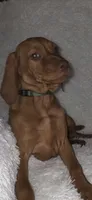 Female #2, a female Vizsla for sale in Roanoke, VA – 6 of 9
