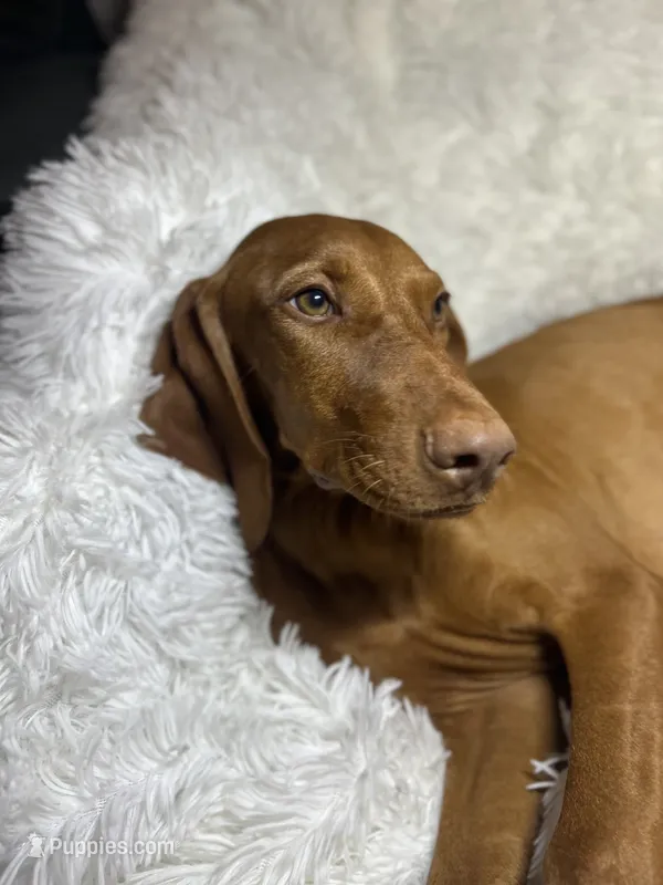 Maxine – Vizsla puppy for sale in Roanoke, VA