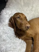 Maxine, a female Vizsla for sale in Roanoke, VA – 1 of 9
