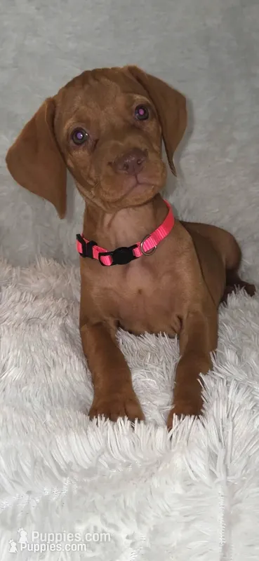 Sweet pea  – Vizsla puppy for sale in Roanoke, VA