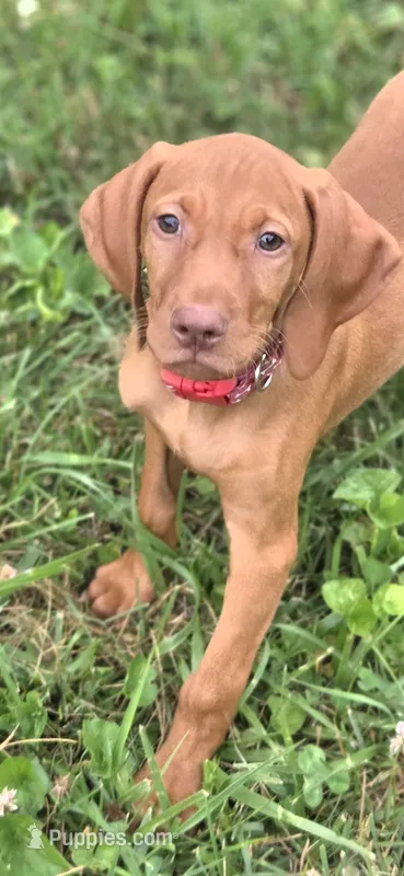 Female #1 – Vizsla puppy for sale in Roanoke, VA
