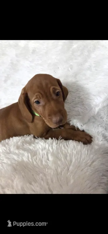 Male #1 – Vizsla puppy for sale in Roanoke, VA