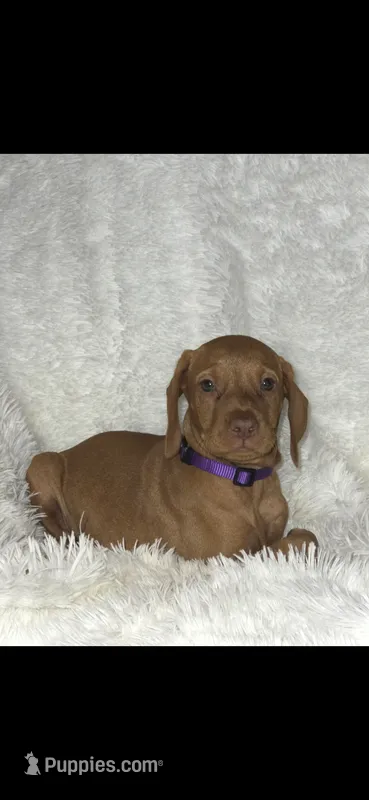 Purple collar little Georgia  – Vizsla puppy for sale in Roanoke, VA