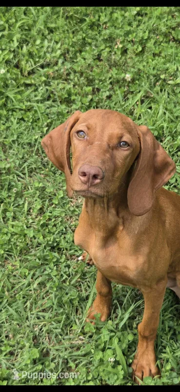 Female #1 – Vizsla puppy for sale in Roanoke, VA
