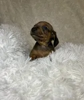 Blaze, a male Miniature Dachshund for sale in Roanoke, VA – 6 of 7