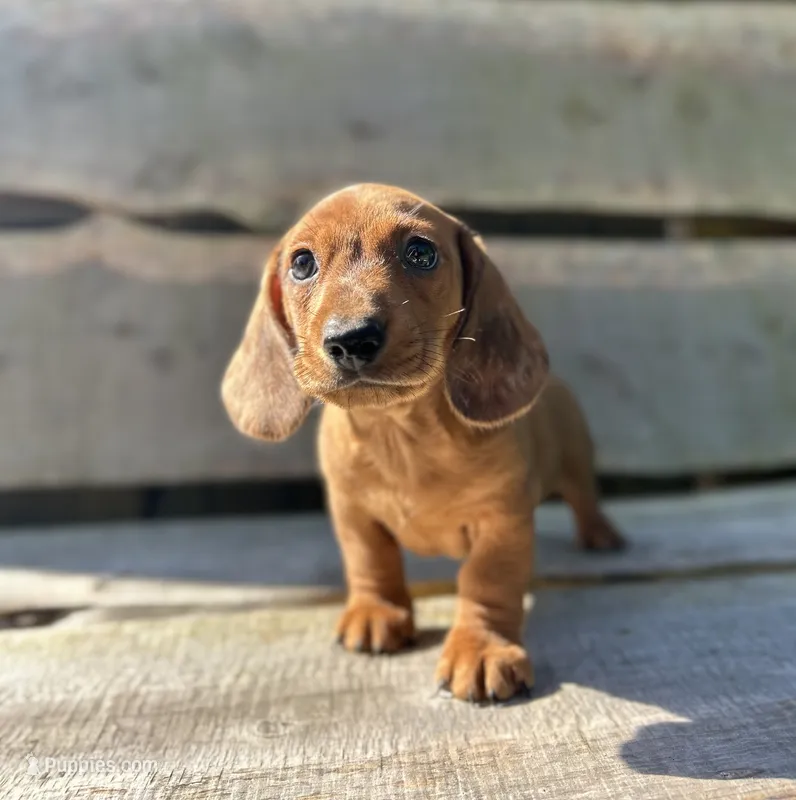 Rusty – Miniature Dachshund puppy for sale in Roanoke, VA