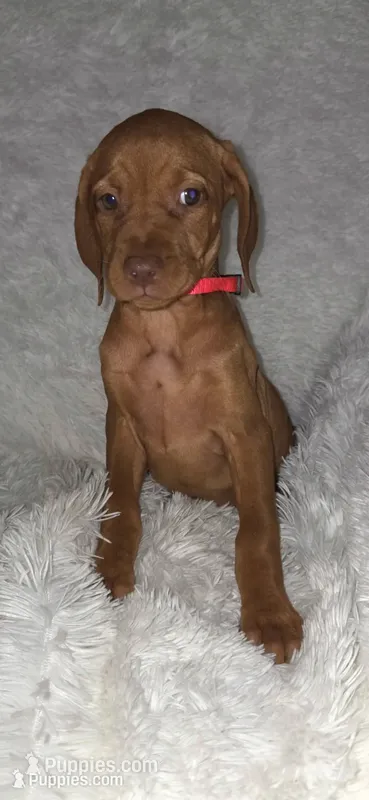 Sweet pea  – Vizsla puppy for sale in Roanoke, VA