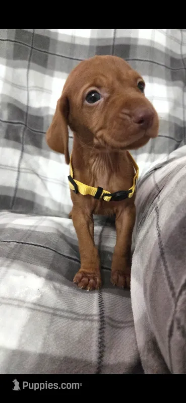 Female #3 – Vizsla puppy for sale in Roanoke, VA
