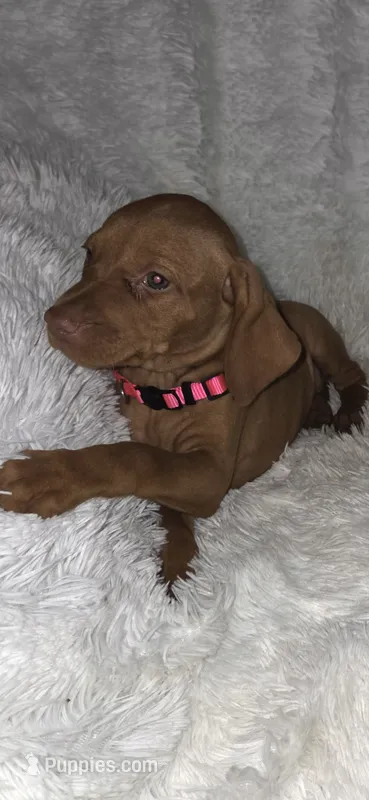 Sweet pea  – Vizsla puppy for sale in Roanoke, VA