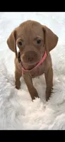 Sweet pea , a female Vizsla for sale in Roanoke, VA – 6 of 6