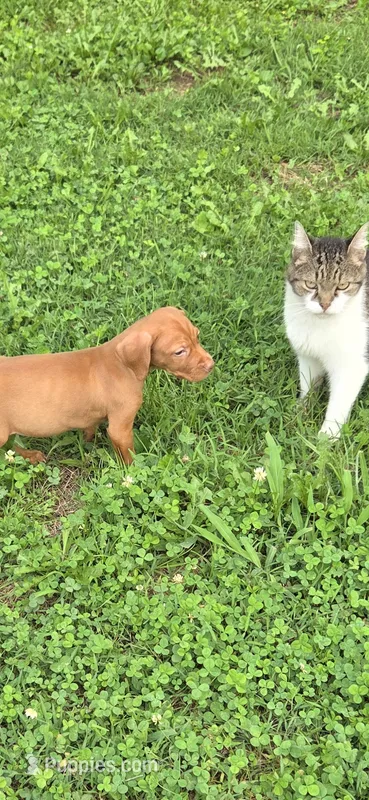 Male  – Vizsla puppy for sale in Roanoke, VA