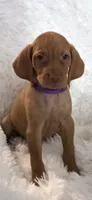 Purple collar little Georgia , a female Vizsla for sale in Roanoke, VA – 4 of 10