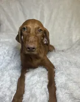 Maxine, a female Vizsla for sale in Roanoke, VA – 3 of 9