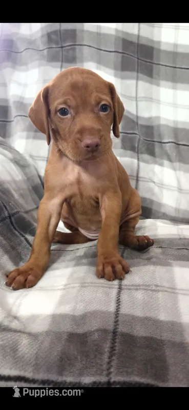 Female #2 – Vizsla puppy for sale in Roanoke, VA
