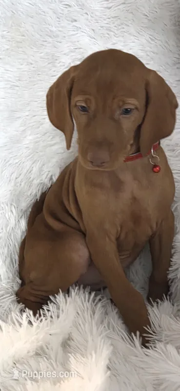 Female #1 – Vizsla puppy for sale in Roanoke, VA