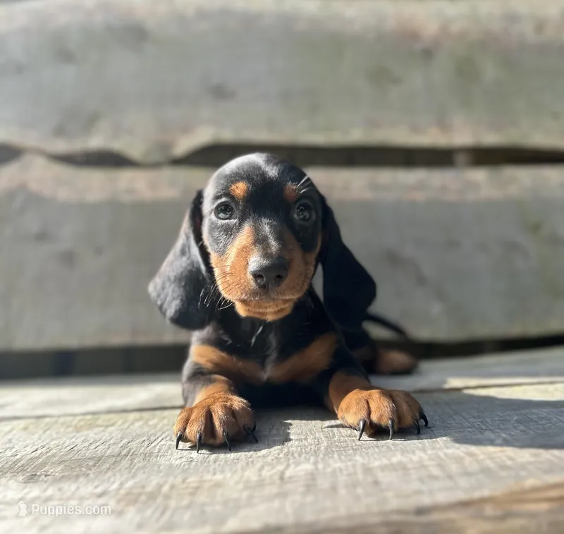 Little Bear – Miniature Dachshund puppy for sale in Roanoke, VA
