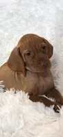 Purple collar little Georgia , a female Vizsla for sale in Roanoke, VA – 10 of 10