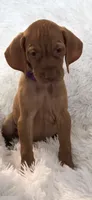 Purple collar little Georgia , a female Vizsla for sale in Roanoke, VA – 5 of 10