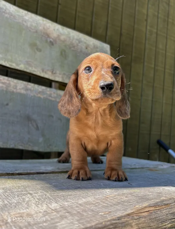 Rusty – Miniature Dachshund puppy for sale in Roanoke, VA