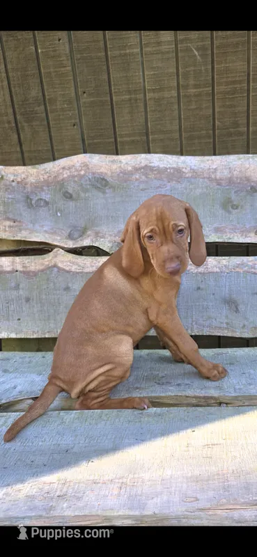 Female #2 – Vizsla puppy for sale in Roanoke, VA