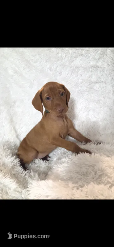 Female #2 – Vizsla puppy for sale in Roanoke, VA