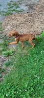 Female #2, a female Vizsla for sale in Roanoke, VA – Photo 3 of 4