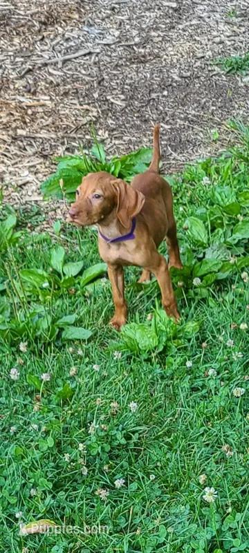 Female #2, a female Vizsla for sale in Roanoke, VA – Photo 1 of 4
