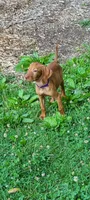 Female #2, a female Vizsla for sale in Roanoke, VA – Photo 1 of 4