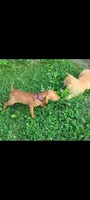 Female #2, a female Vizsla for sale in Roanoke, VA – Photo 2 of 4