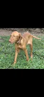 Little Ruby, a female Vizsla for sale in Roanoke, VA – 2 of 5