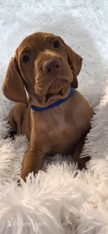 Male #3 – Vizsla puppy for sale in Roanoke, VA