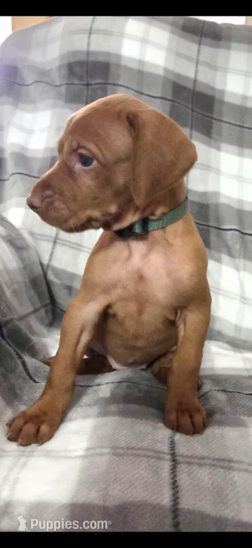 Female #2 – Vizsla puppy for sale in Roanoke, VA