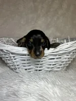 Ash, a male Miniature Dachshund for sale in Roanoke, VA – Photo 8 of 10