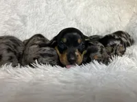 Ash, a male Miniature Dachshund for sale in Roanoke, VA – Photo 5 of 10