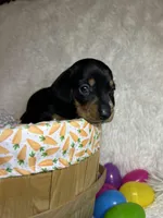 Ash, a male Miniature Dachshund for sale in Roanoke, VA – Photo 3 of 10