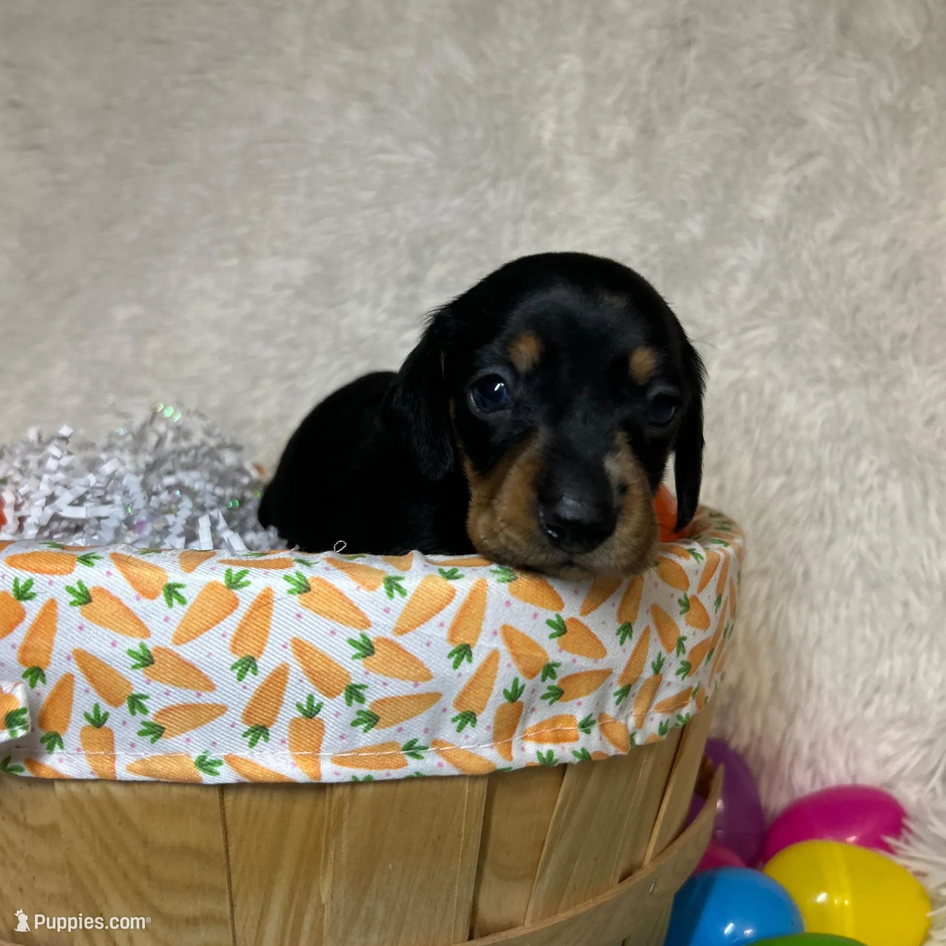 Ash – Miniature Dachshund puppy for sale in Roanoke, VA