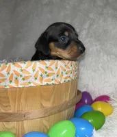 Ash, a male Miniature Dachshund for sale in Roanoke, VA – Photo 4 of 10