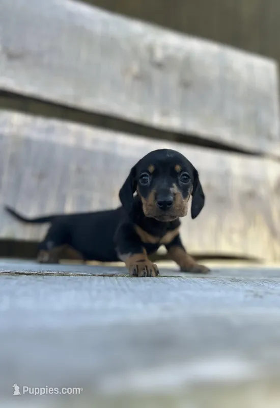 Ash – Miniature Dachshund puppy for sale in Roanoke, VA