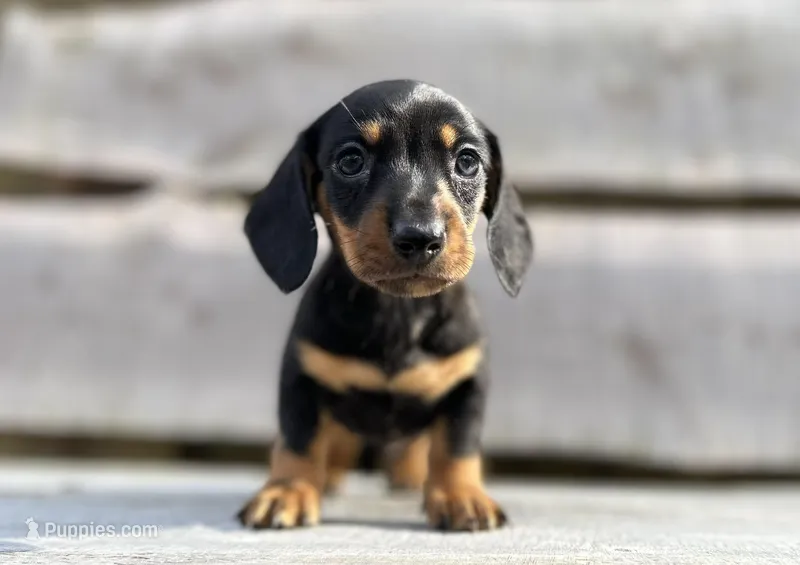 Ash – Miniature Dachshund puppy for sale in Roanoke, VA