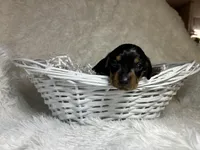 Ash, a male Miniature Dachshund for sale in Roanoke, VA – Photo 9 of 10