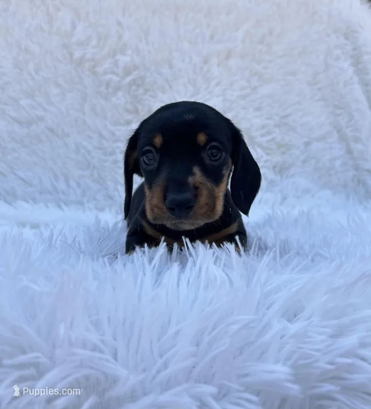 Ash – Miniature Dachshund puppy for sale in Roanoke, VA