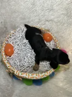 Ash, a male Miniature Dachshund for sale in Roanoke, VA – Photo 6 of 10