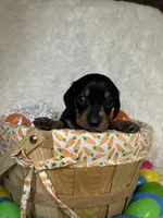 Ash, a male Miniature Dachshund for sale in Roanoke, VA – Photo 2 of 10