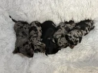 Ash, a male Miniature Dachshund for sale in Roanoke, VA – Photo 7 of 10