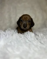 Blaze, a male Miniature Dachshund for sale in Roanoke, VA – 3 of 7