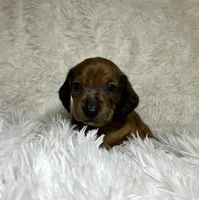 Blaze, a male Miniature Dachshund for sale in Roanoke, VA – 2 of 7