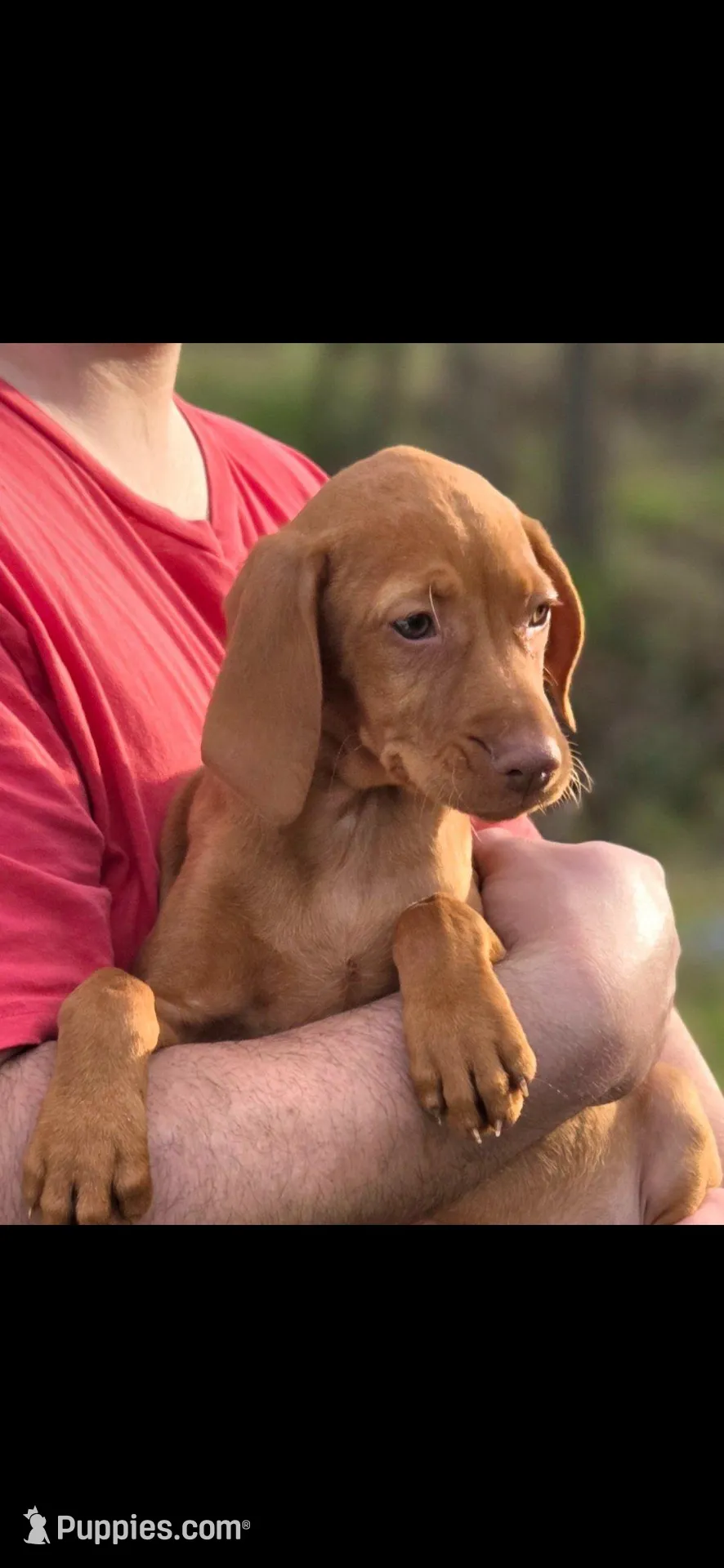 Female – Vizsla puppy for sale in Roanoke, VA