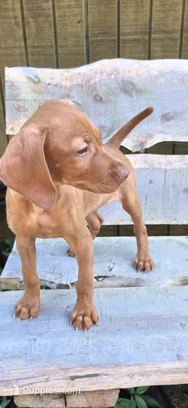 Max  – Vizsla puppy for sale in Roanoke, VA