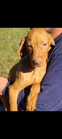 Male #1, a male Vizsla for sale in Roanoke, VA – Photo 1 of 8